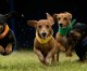 Wiener Dog Nationals At Los Alamitos Race Course Looking For “Fast” Four-Legged Speedsters
