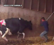 Cows Beaten and Trampled at Pico Rivera Company
