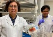 Scientists invent biodegradable bacteria-killing packaging