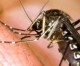 West Nile virus Activity Continues into Late Fall