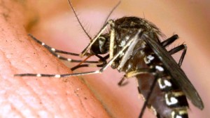 West-Nile-Virus-Found-In-Mosquitos-in-Downey-Lakewood-300x168.jpg